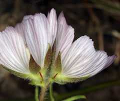 Sidalcea hirsuta