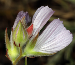 Sidalcea hirsuta