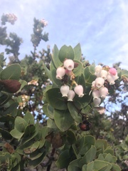 Arctostaphylos refugioensis