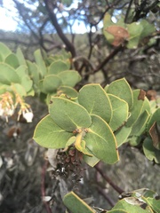 Arctostaphylos refugioensis