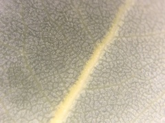 Arctostaphylos refugioensis