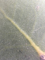 Arctostaphylos refugioensis