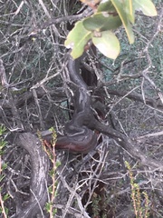 Arctostaphylos refugioensis