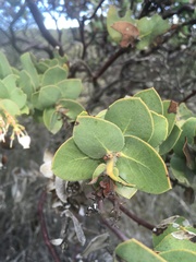 Arctostaphylos refugioensis