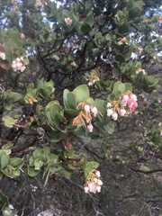 Arctostaphylos refugioensis