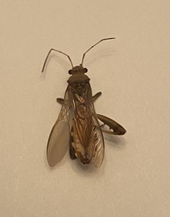 Burtinus notatipennis