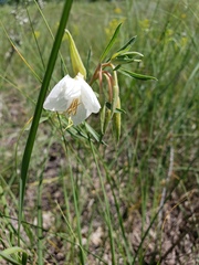 Oenothera nuttallii