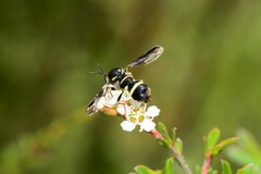 Leucopsina odyneroides