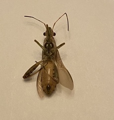 Burtinus notatipennis