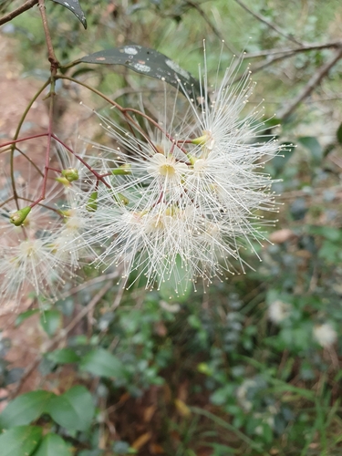 Syzygium oleosum observed 2022-12-18