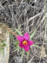 Portulaca kermesina