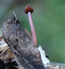 Marasmius plicatulus