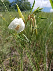 Oenothera nuttallii