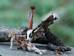 Marasmius plicatulus