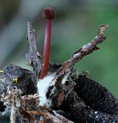 Marasmius plicatulus