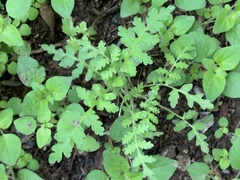 Phacelia distans