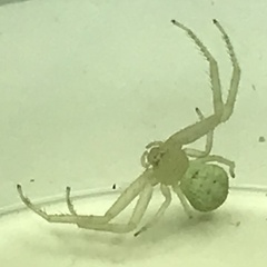 Misumessus oblongus