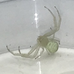 Misumessus oblongus