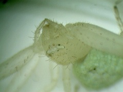 Misumessus oblongus