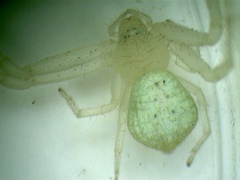 Misumessus oblongus