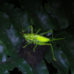 Copiphora rhinoceros