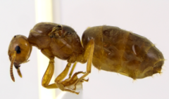 Lasius brevicornis