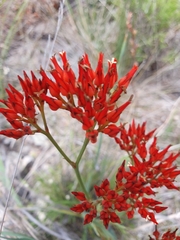 Haemodorum coccineum