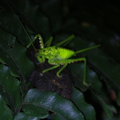 Copiphora rhinoceros