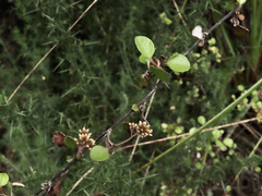 Helichrysum lanceolatum