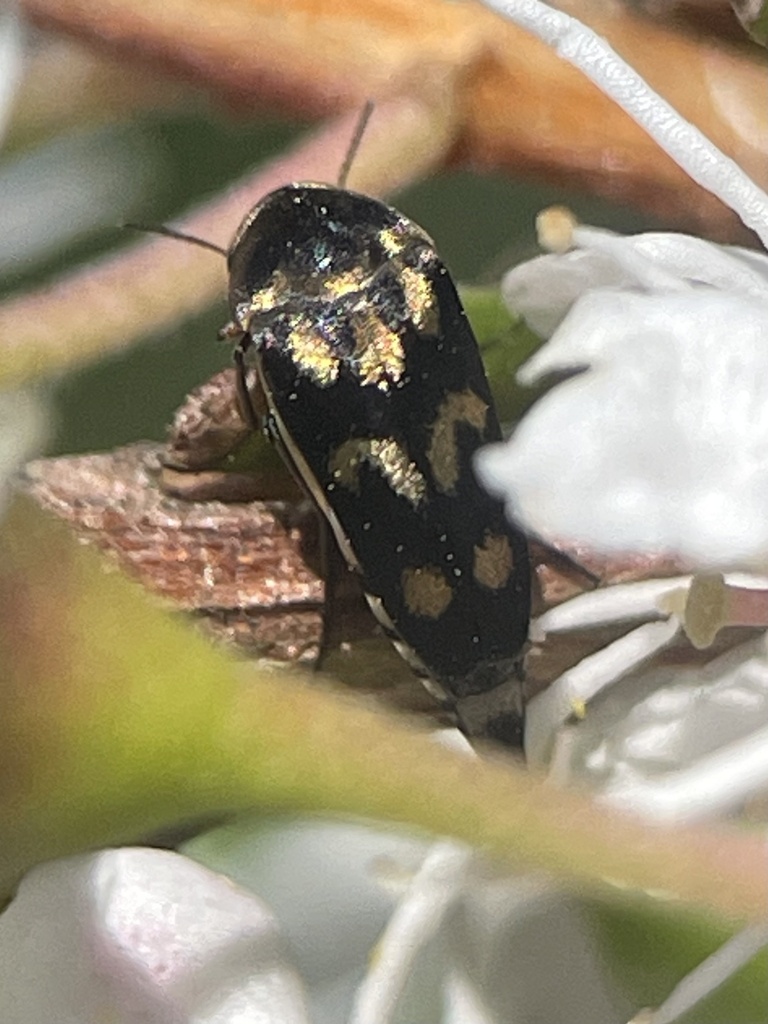 Mordella sydneyana from Frankston South, VIC, AU on December 18, 2022