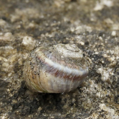 Amphibola crenata