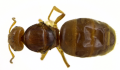 Lasius brevicornis