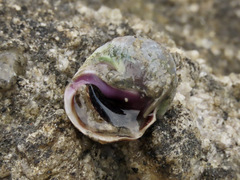 Amphibola crenata