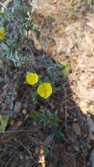 Crocanthemum glomeratum
