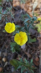Crocanthemum glomeratum