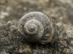 Amphibola crenata