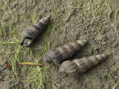 Zeacumantus lutulentus