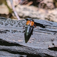 Tachinus fimbriatus
