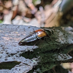 Tachinus fimbriatus