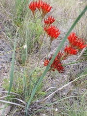 Haemodorum coccineum