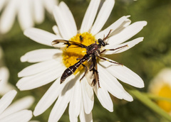 Daptolestes limbipennis