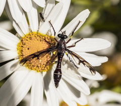 Daptolestes limbipennis