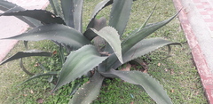 Agave salmiana
