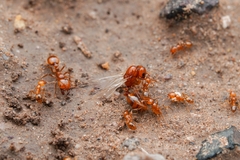 Solenopsis amblychila