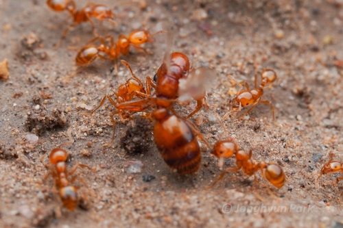 Solenopsis amblychila photo 2