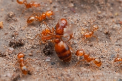 Solenopsis amblychila