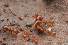 Solenopsis amblychila