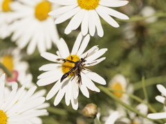 Daptolestes limbipennis