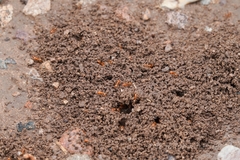 Solenopsis amblychila