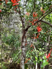 Peraxilla tetrapetala